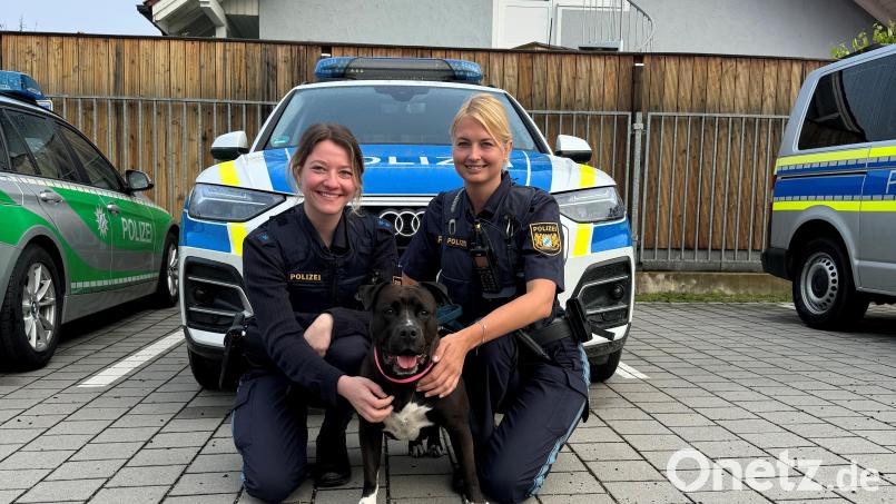 Laura Fehr und Veronika Weck kümmerten sich gut um den herrenlosen schwarzen Staffordshire Terrier Bild: PI Neutraubling
