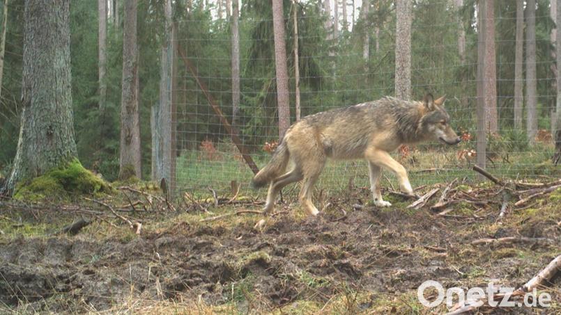 Ein Wolfsjährling im Veldensteiner Forst, aufgenommen von einer Wildkamera – jährlich kommen hier Welpen zur Welt. Archivbild: Forstbetrieb Pegnitz/exb