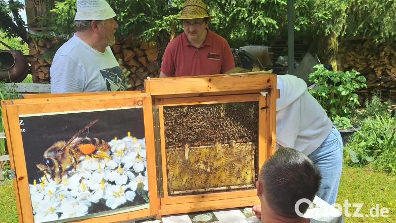 Siegfried Maier(links) erklärt den Aufbau einer Bienenwabe und eines Bienenvolkes Bild: Michaela Hahn