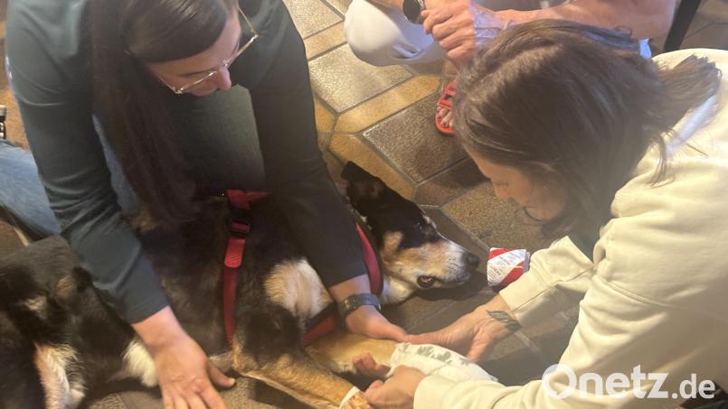Fachtierärztin Ines Geilersdörfer (links) erklärte das richtige Anlegen eines Verbandes beim Hund – Appenzeller-Rüde Apollo nahm es gelassen hin. Bild: ge