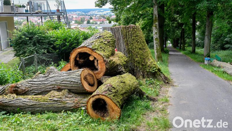 Eine Linde, die zum Naturdenkmal Lindenallee in Amberg gehört, musste wegen eines Pilzbefalls gefällt werden. Bild: Petra Hartl