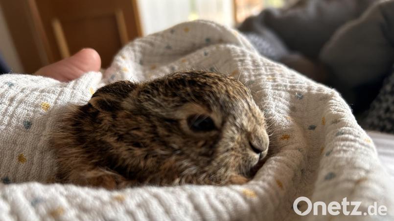 Andrea Rothamer versorgt den kleinen Gast bis zur Auswilderung in ihrer Aufzuchtstation. Bild: Andrea Rothamer