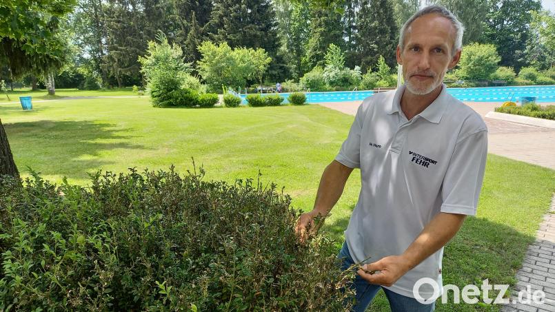 Nicht mehr zu übersehen sind für Bademeister Hubert Horn die Fraßspuren an dem Buchsbäumen beim Schwimmerbecken. Noch schlimmer sehen einige Exemplar am Planschbecken aus. Bild: bl