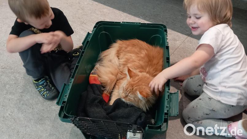 Ronja und Peter mit ihrem Maine Coone-Kater Thor, dem ein Friseur-Besuch bevorsteht. Bild: hka