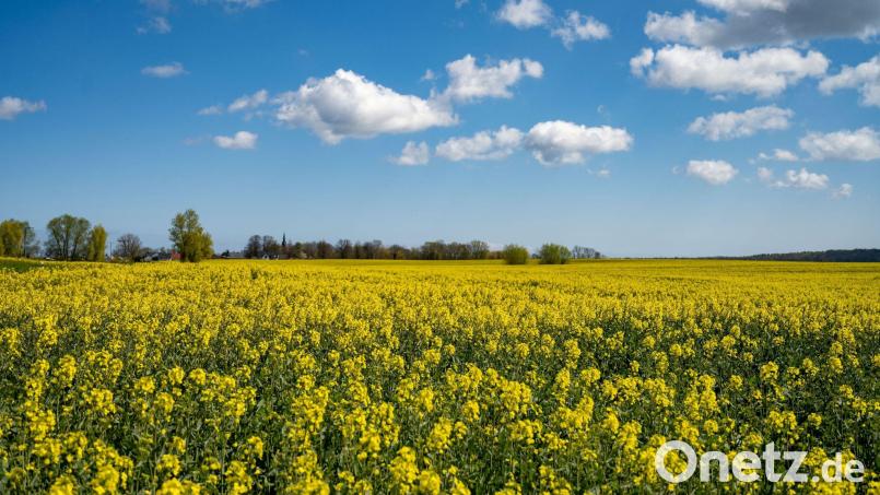 Auf einem Rapsfeld musste der Pilot notlanden. Symbolbild: Stefan Sauer/dpa