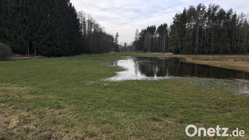 Bei Hochwasser überschwemmt die Vils bei Gressenwöhr regelmäßig die angrenzende Wiese. Hier soll nun ein Retentionsraum von 2500 Kubikmeter geschaffen werden, der der Stadt Vilseck für Ausgleichsmaßnahmen angerechnet wird. Bild: Stefanie Gradl