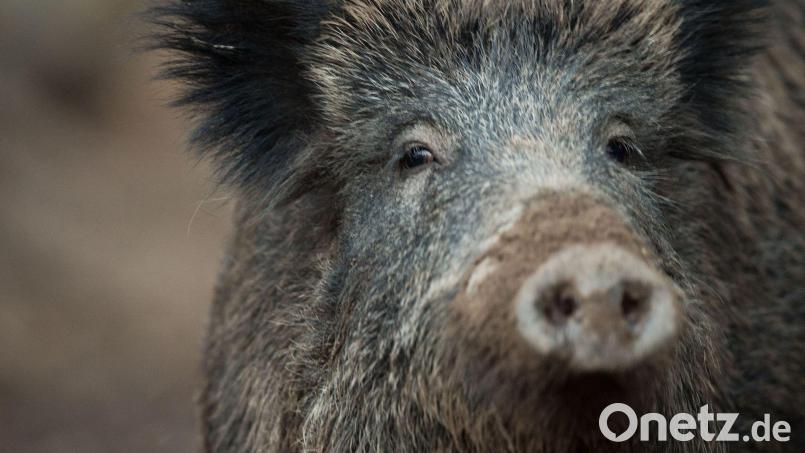 Ein Wildschwein schaut aus einem Wildschweingehege zum Fotografen. Bild: Lino Mirgeler/dpa