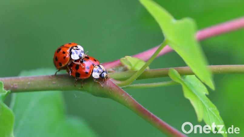 In einem naturnahen Garten ist auch Plätz für Tiere wie den Marienkäfer. Symbolbild: Karl-Josef Hildenbrand/dpa