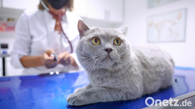 Eine Sprechstundenhilfe hat am Freitag in einer Tierarztpraxis in Altenstadt/WN aus Versehen eine Narkose abbekommen. Symbolbild: Karolin Krämer