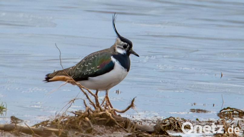 Die Federholle ist beim Kiebitz-Männchen stärker ausgeprägt. Eine Aufnahme aus der Gegend um Kastl/Kulmain während des Vogelzugs im Frühjahr. Bild: Norbert Vetter