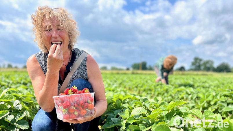 Naschen erlaubt, aber in Maßen: Um das den Kunden am Erdbeerfeld bei Schirmitz vor Augen zu führen, gibt es in Schirmitz in diesem Jahr eine Neuerung. Bild: Gabi Schönberger