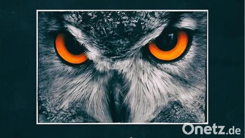 Alowan – Feathers (Glitterhouse) Bild: Glitterhouse