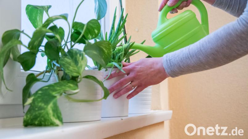 Gut gegossene Pflanzen sorgen für eine höhere Luftfeuchtigkeit in den Räumen. Bild: Christin Klose/dpa