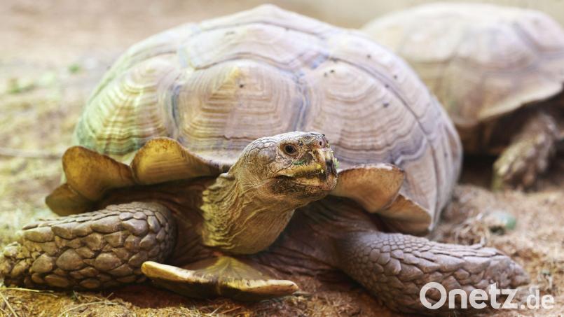 Eine Schildkröte befand sich auf der Kreisstraße 28. Symbolbild: Oliver Berg/dpa