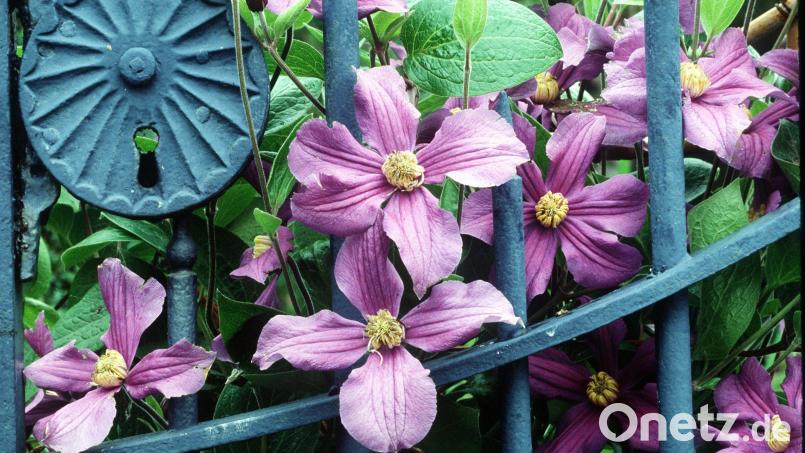 Im Juni öffnen die Clematis-Hybriden ihre Blüten. In vielen Gärten umranken sie Pfosten und Gittertore. Bild: Marion Nickig/dpa