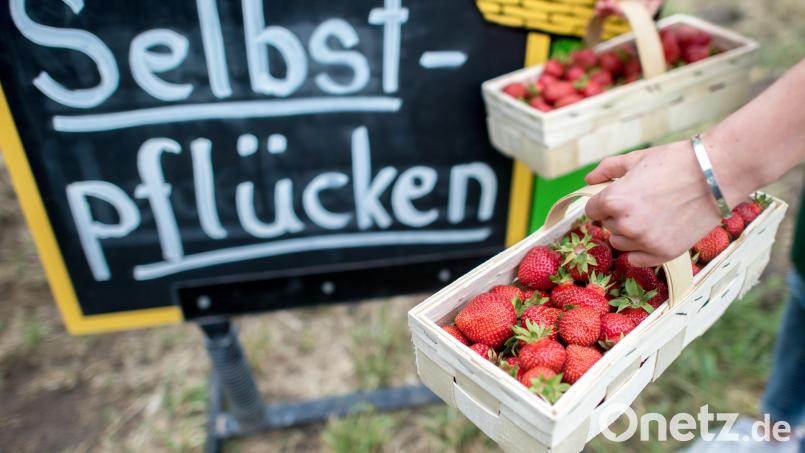 Diebe haben es in Amberg erneut auf den Verkaufsstand eines Erdbeerfeldes abgesehen. Bild: Hauke-Christian Dittrich/dpa