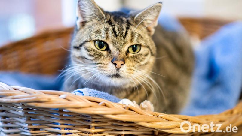 In Regen ist eine Katze nach einem Sturz vom Balkon schwer verletzt. Symbolbild: Hauke-Christian Dittrich/dpa