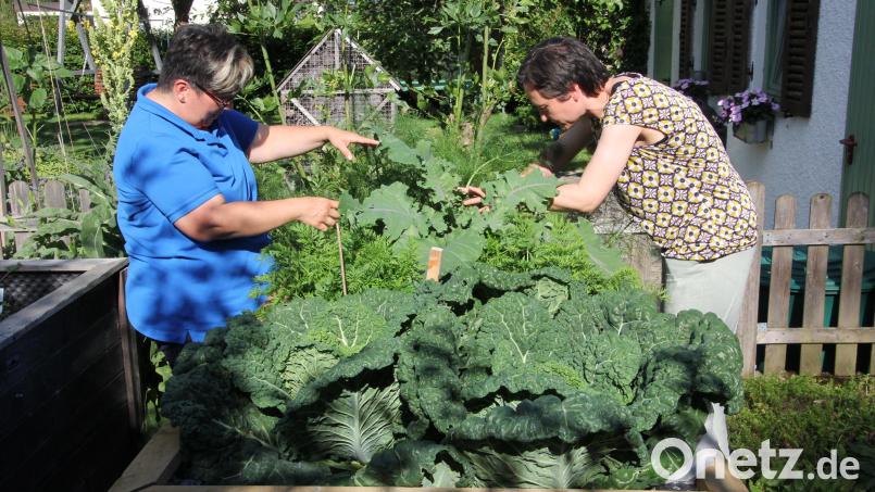 Doris Deubzer und Kreisfachberaterin Manuela Pappenberger (rechts) begutachten den Salat, vorne der fast schon erntereife Wirsing. Bild: kro