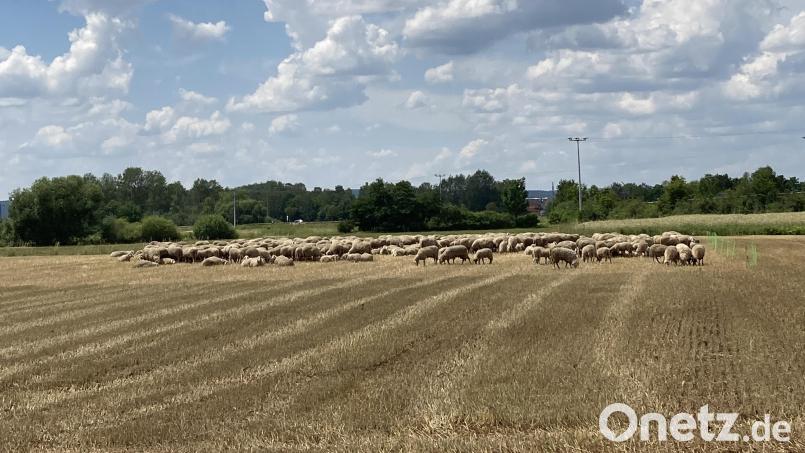 Eine Schafherde sorgt in Schwandorf für einen Polizeieinsatz. Gegen den Schäfer laufen nun Ermittlungen wegen eines möglichen Verstoßes gegen das Tierschutzgesetz. Bild: Polizeiinspektion Schwandorf/exb
