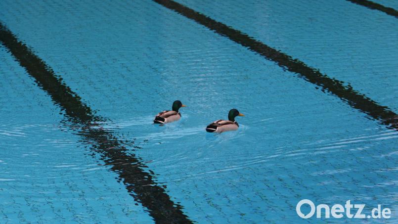 Ganz allein mit den Enten im Freibad: Klingt gut? Einfach während eines EM-Spiels hingehen. Symbolbild: Karl-Josef Hildenbrand/dpa