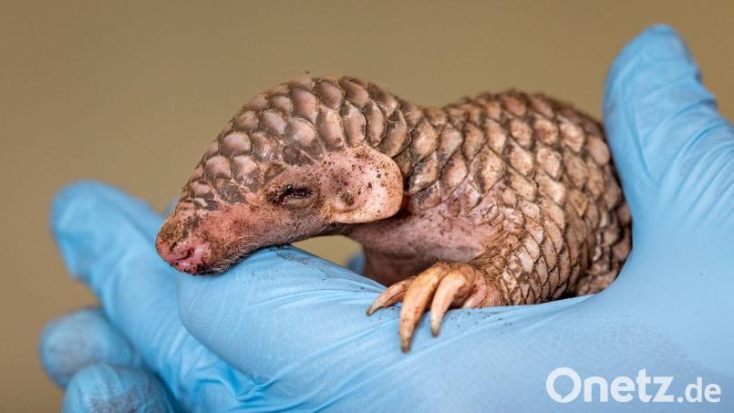 Vom Aussehen her erinnert das neugeborene Exoten-Tier an einen Tannenzapfen. Bild: Miroslav Bobek/Zoo Prag/dpa