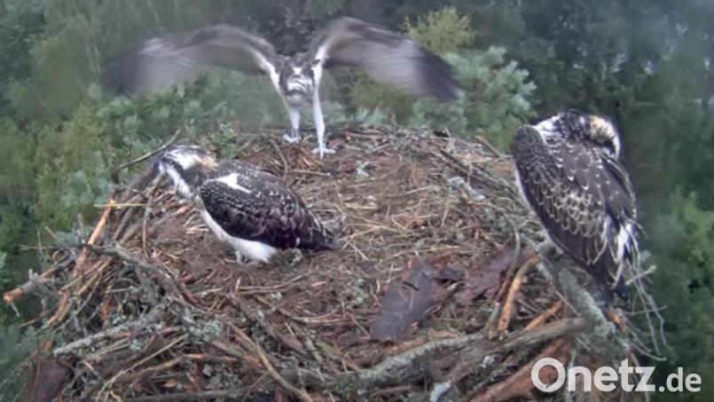 Die Jungadler machen nicht nur Flugübungen sondern verlassen bereits das Nest am Eschenbacher Rußweiher. Bild: Webcam Stadt Eschenbach/exb