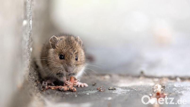 Wenn sich Nager in der Küche befinden, ist das kein Aushängeschild für ein Wirtshaus. Wenn gegen den Jugendschutz verstoßen wird, auch nicht. Symbolbild: Sina Schuldt/dpa