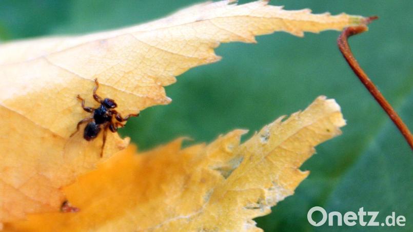 Eine Hirschlausfliege sitzt auf einem Blatt. Nicht nur Zecken machen Waldspaziergängern zu schaffen, sondern auch die blutsaugende Hirschlausfliege. Bild: Katrin Mädler/dpa