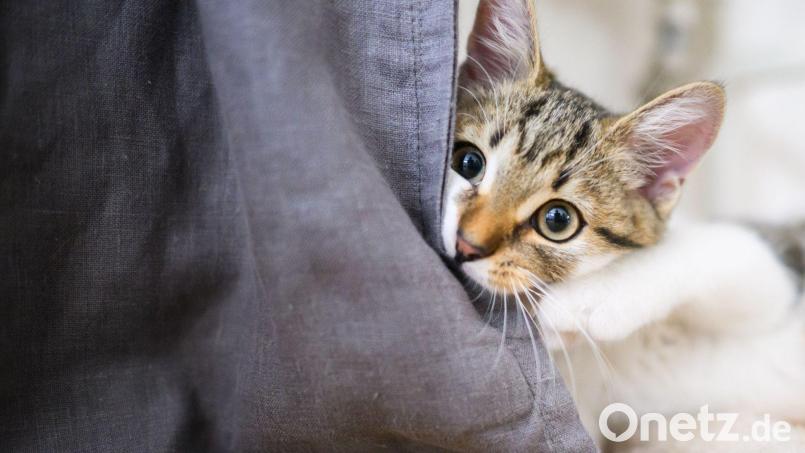 Ein unbekannter Täter hat in Meerbodenreuth mit dem Luftgewehr auf eine Katze geschossen und diese dabei schwer verletzt. Symbolbild: Julian Stratenschulte/dpa