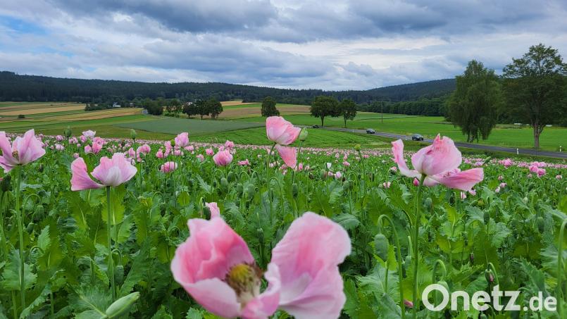 Das Mohnfeld (Bild) der Familie Grillmeier an der Straße zwischen Platzermühle und Altmugl wird sich bald zur farbenprächtigen Blütenpracht entwickeln. Etwas früher dran ist die alte Kulturpflanze auf einem Acker von Josef Schmidt in Friedenfels. Dort steht das Mohnfeld bereits in voller Blüte. Bild: rti