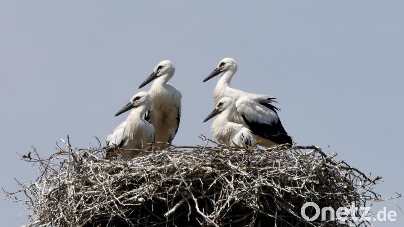 Prächtig entwickelt haben sich in den vergangenen Wochen die vier Jungstörche auf dem Friedenfelser Brauereischlot. Bild: Hans Lenk/exb