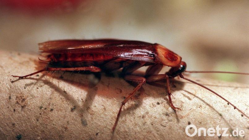 Die Gesundheitsbehörde warnt vor dem rasanten Anstieg der Kakerlakenpopulation in Spanien. Bild: Stephanie Pilick/dpa