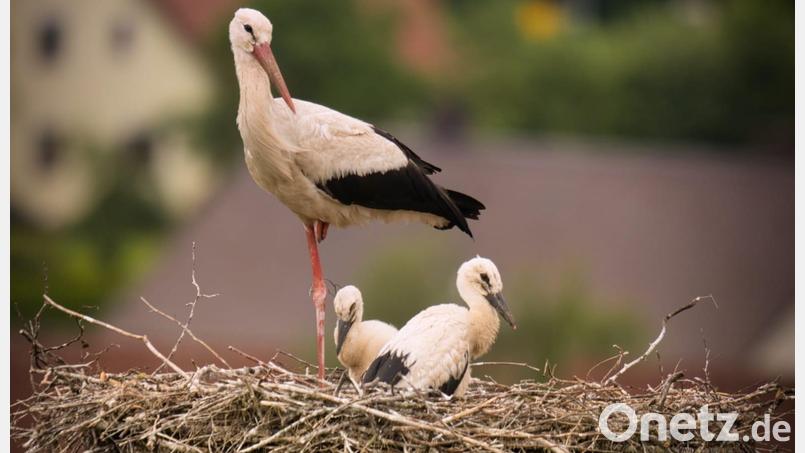 Nach acht Jahren hat die erste Storchenfamilie das Nest hoch über Teunz in Beschlag genommen. Bild: Fabian Krafczyk