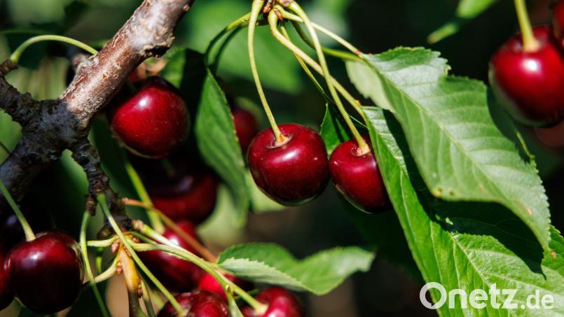 Die Polizei ermittelt wegen Sachbeschädigung und Diebstahl, nachdem auf einem Grundstück in Schwandorf ein Kirschbaum gefällt und Erdwärmeleitungen verlegt wurden. Symbolbild: Daniel Karmann/dpa