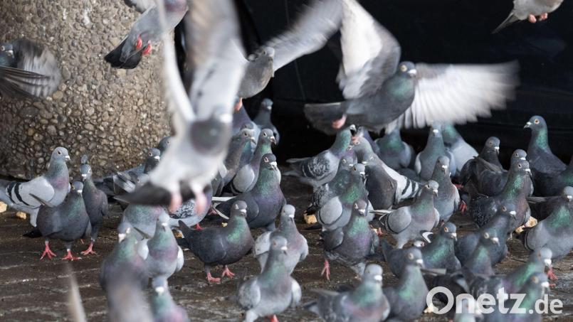 Die Limburger Stadttauben sorgen seit Monaten für Diskussionsstoff. Nach einem Mehrheitsvotum für ihre Tötung sollen 200 Tiere jetzt eine neue Heimat finden. Bild: Boris Roessler/dpa