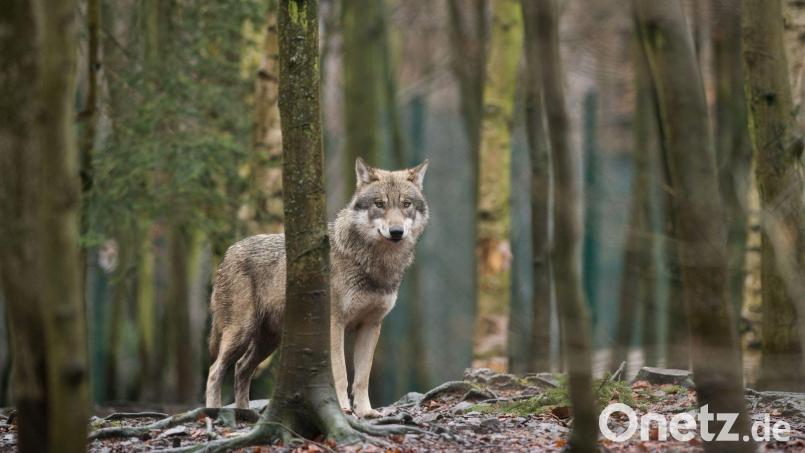Ein Wolf soll im Landkreis Neustadt/WN Schafe angegriffen haben. Sechs sind tot, mehrere verletzt, wie auf der Homepage des Landesamt für Umwelt steht. Symbolbild: Klaus-Dietmar Gabbert/dpa