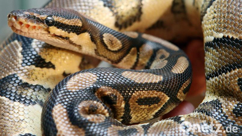 Eine junge Königspython (lateinisch Phyton regius) Bild: Boris Roessler/dpa