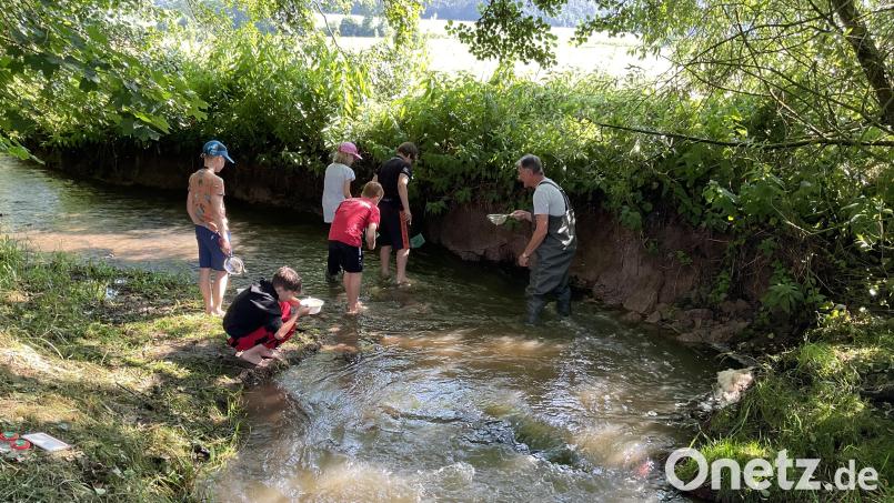 Begeistert machten die Grundschüler aus Sulzbach-Rosenberg beim Grünen Klassenzimmer des Fischereivereins Amberg an den Bühler Weihern mit und suchten zum Beispiel nach Kleinstlebewesen im Wasser. Bild: oe