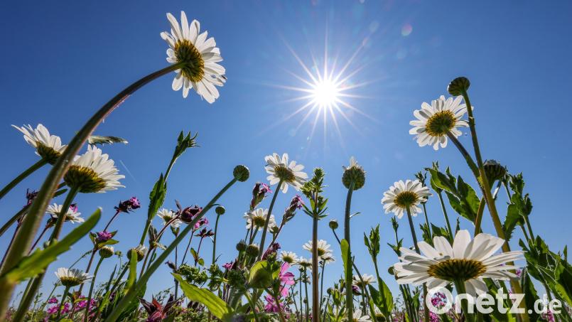 Der Sommer kommt laut Wetterexperte Andy Neumaier in die Oberpfalz. Symbolbild: Jan Woitas/dpa