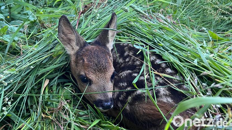 Rehkitzretter müssen immer wieder erleben, dass Jungtiere bei Mäharbeiten schwerst verletzt oder getötet werden. Die Tierschützer appellieren an die Landwirte, einfach zum Telefonhörer zu greifen – dann kommt eine Drohne zum Einsatz. Bild: Christl Schemm/exb