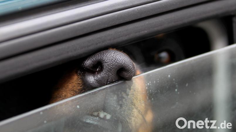 Weil es seinen Hund bei 36 Grad Celsius Außentemperatur im Auto zurückgelassen hatte – hier ein Symbolbild –, wurde ein Ehepaar nun zu einer Geldstrafe in Höhe von jeweils 2100 Euro verurteilt. Bild: Stephan Jansen/dpa