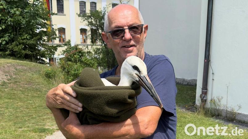 Ganz friedlich ließ sich der Jungstorch in eine Decke hüllen und von Hans Lenk auf eine frisch gemähte Wiese tragen. Bild: Hans Lenk/exb