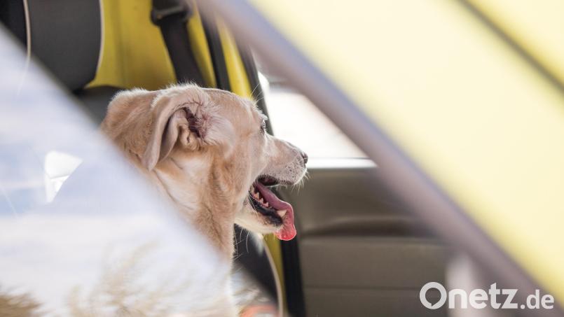 Für zwei Hunde kam jede Hilfe zu spät. Sie waren wohl stundenlang ohne Frischluft bei Hitze und Sonnenschein in einem Auto eingesperrt Symbolbild: Christin Klose