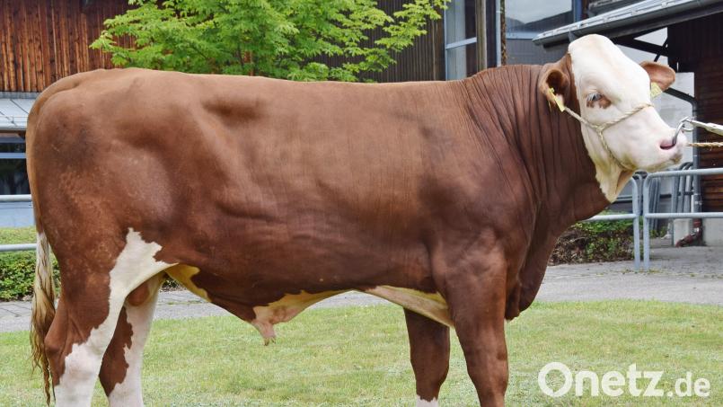 Dieser „Wintertraum&quot;-Sohn wurde von der CRV in Rottmoos ersteigert. Bild: RZO/exb