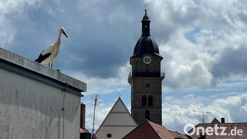 Ein Jungstorch schaut interessiert auf die Auerbacher Innenstadt hinab. Bild: ge