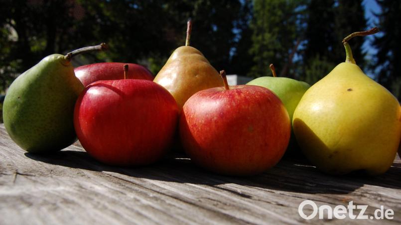 Um Streuobst geht es bei einer Veranstaltung im Kreislehrgarten Mitterteich. Auf dem Bild sind in der Region verbreitete Apfel- und Birnensorten zu sehen. Bild: B. Ströll
