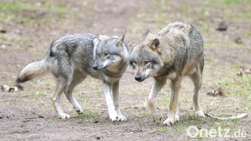 Die bayerische Wolfsverordnung ist ab sofort unwirksam. Nach dem Urteil des Bayerischen Verwaltungsgerichtshof kündigte die Staatsregierung aber sofort eine inhaltliche Neuauflage an. (Archivbild) Bild: Soeren Stache/dpa-Zentralbild/dpa