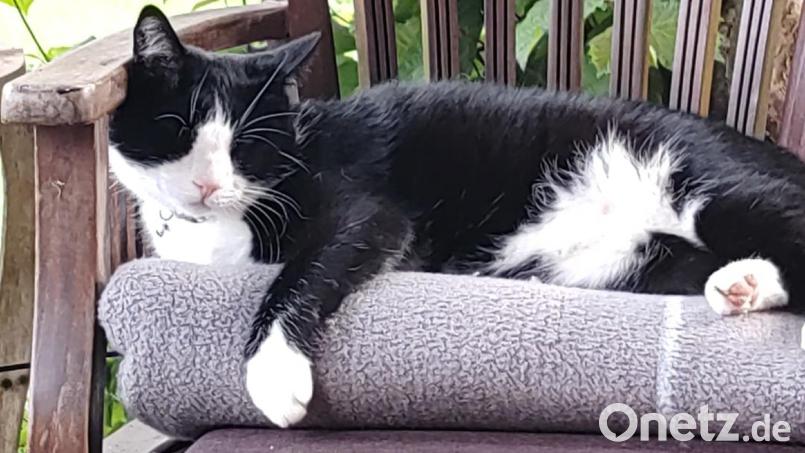 Wird von Katja Schiemann-Handke und Stephan Handke schmerzlich vermisst: Kater &quot;Lou&quot;. Bild: Katja Handke/exb