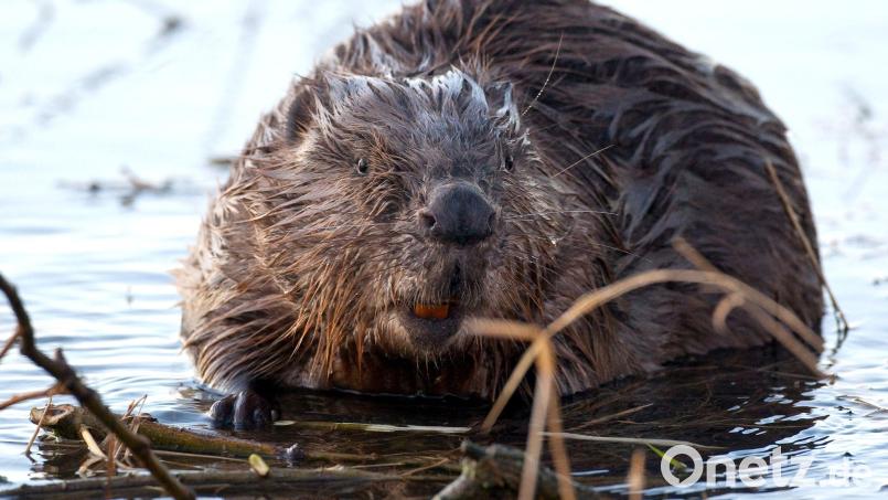 Eine Frau ist in München nach einem mutmaßlichen Biber-Biss ins Krankenhaus gekommen. (Symbolbild) Bild: Patrick Pleul/ZB/dpa