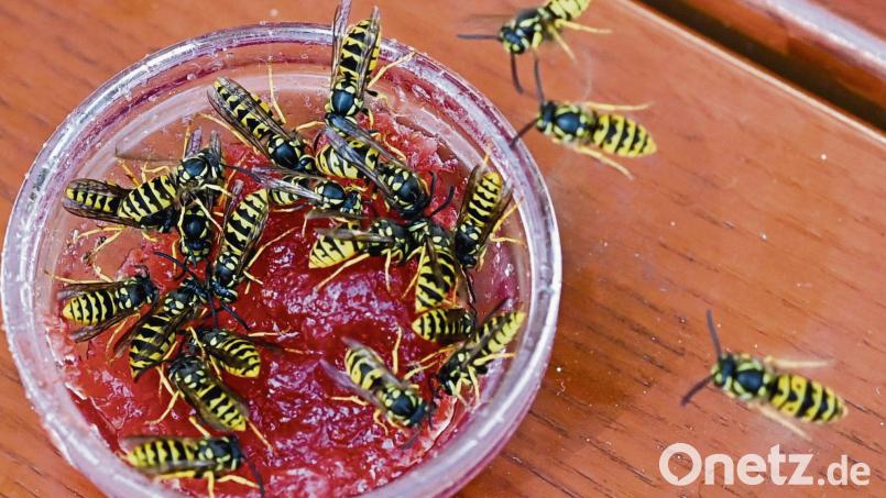 Gerade im Spätsommer brauchen Wespen zum Überleben Zucker. Den finden sie in süßen Lebensmitteln wie Kuchen, Säften, Marmelade oder Limonade. Symbolbild: Jens Kalaene/dpa